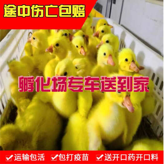 大三花鹅苗，四季鹅苗，皖西白鹅，霍尔多巴吉鹅苗