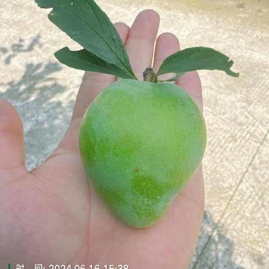 清镇市精品奈李