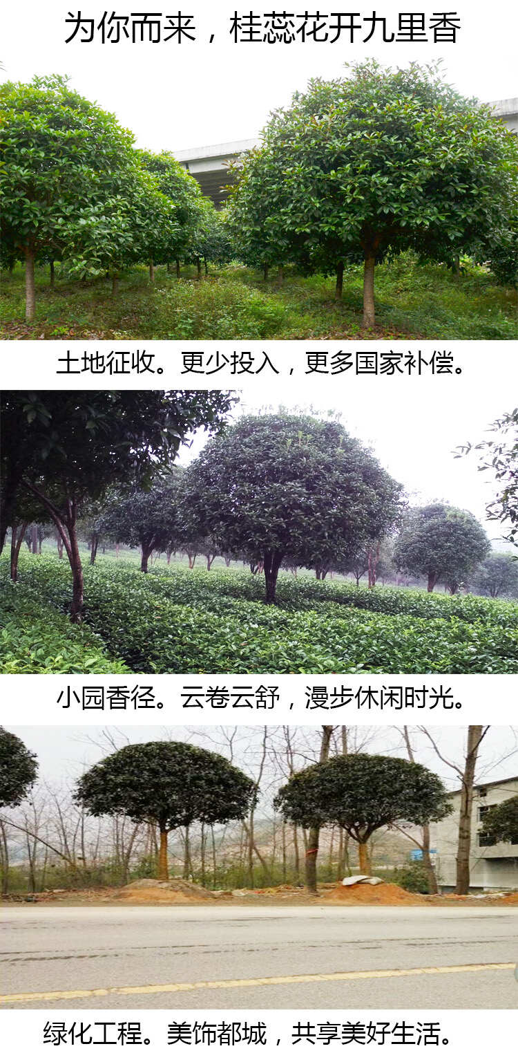 丹桂桂花树庭院开红色花浓香型绿化工程原生大树苗木地栽园林常青