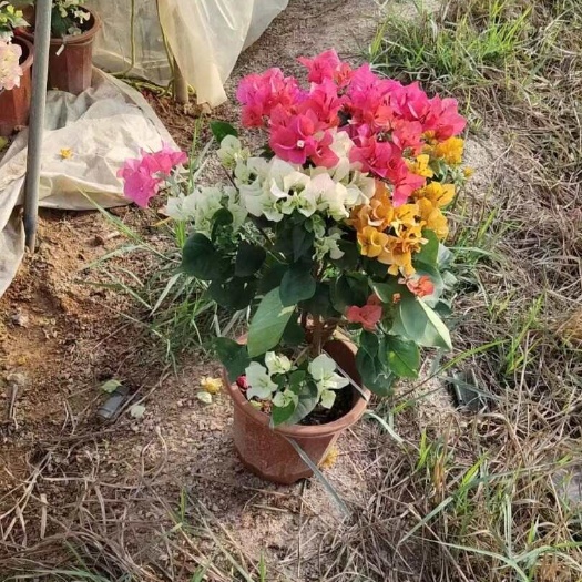 漳浦县多彩多色三角梅小红盆
