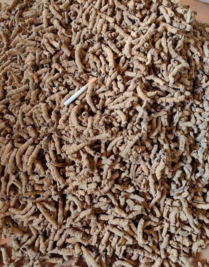 巴戟天生晒无硫熏紫肉巴戟天煲汤泡酒中药材