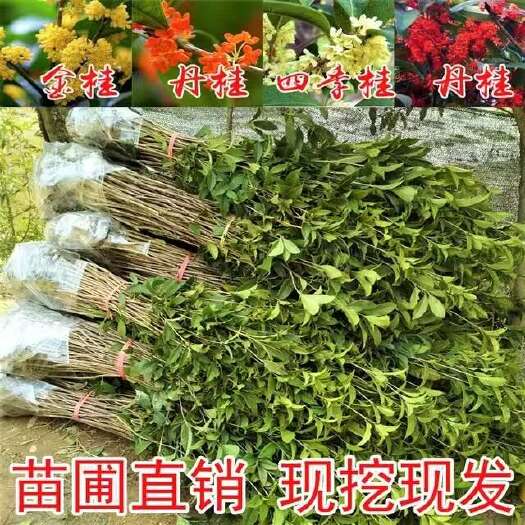 浓香型金桂丹桂四季桂庭院园林绿化桂花树苗地栽开花八月桂小苗