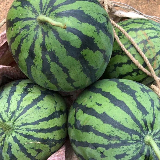 【美都/麒麟/丽园/818/京欣】头茬，成熟，每天有货