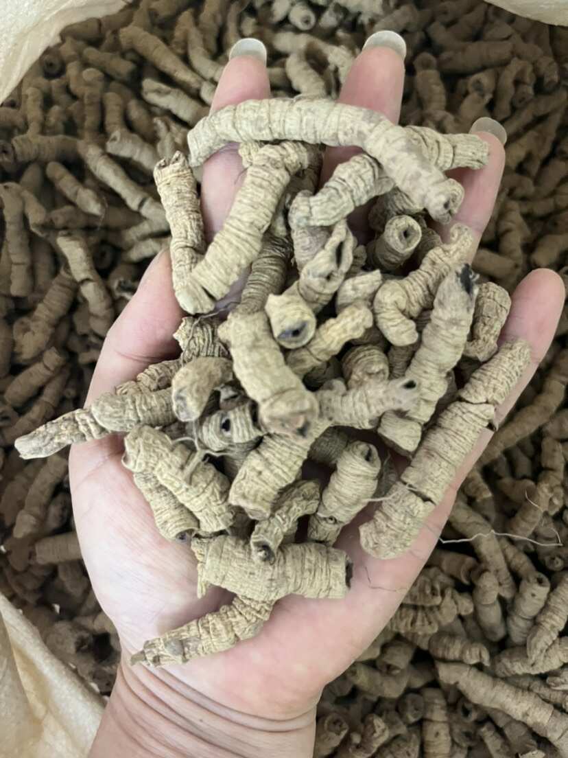 巴戟天生晒无硫熏紫肉巴戟天煲汤泡酒中药材