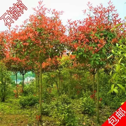 咸宁红叶石楠大树庭院绿化工程苗木室外地栽别墅园林高杆石楠小树学校