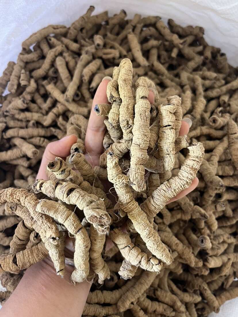 巴戟天生晒无硫熏紫肉巴戟天煲汤泡酒中药材