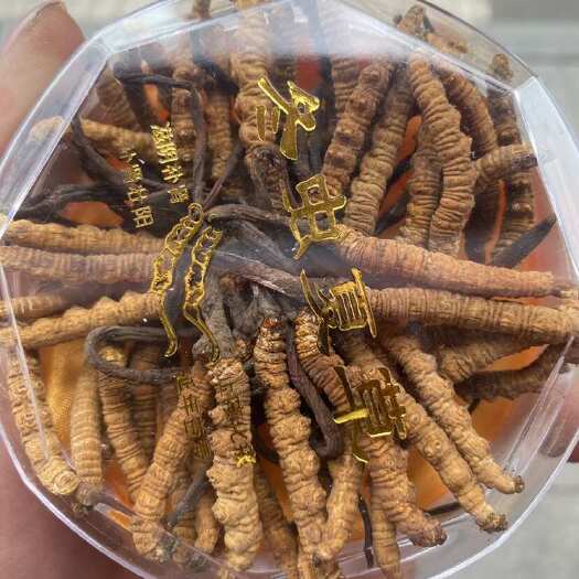 石渠县冬虫夏草 需要的老板私   一手货 都是鲜草  小草也有