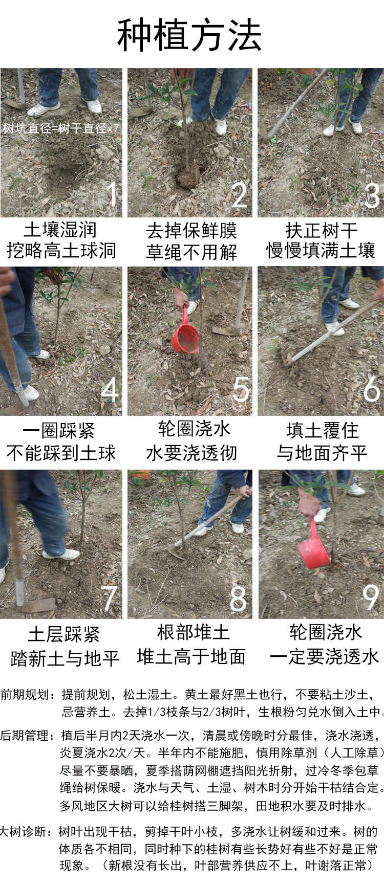 丹桂桂花树庭院开红色花浓香型绿化工程原生大树苗木地栽园林常青