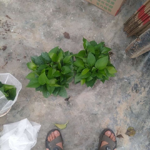 《绿萝批发》180白盆B货    绿萝是最适合室内摆放的植物