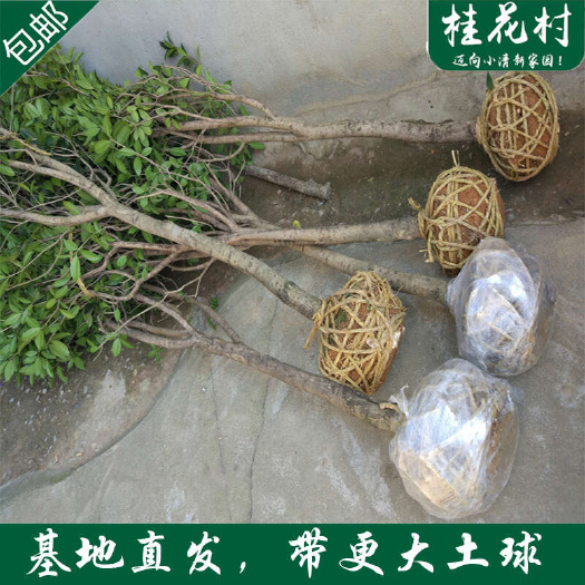 咸宁庭院金桂桂花树浓香型绿化工程大树室外地栽八月桂四季常青园林树