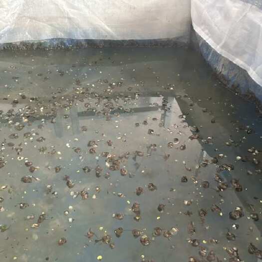 南通水蛭苗半月左右大概7.8万尾，求打包，便宜甩了，比同行实惠