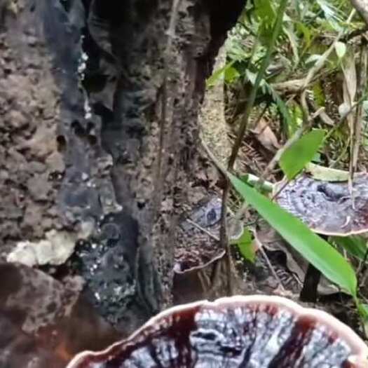 融水县灵芝