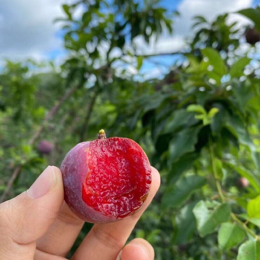 钦州当季新鲜水果三华李李子