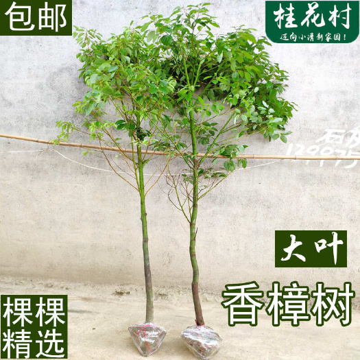 咸宁截杆大叶香樟树庭院绿化工程苗木四季常青行道树花园植物地栽樟树