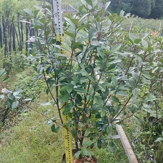 桂林红叶石楠