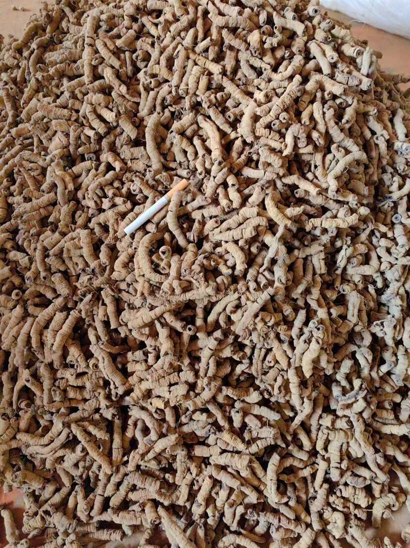 巴戟天生晒无硫熏紫肉巴戟天煲汤泡酒中药材