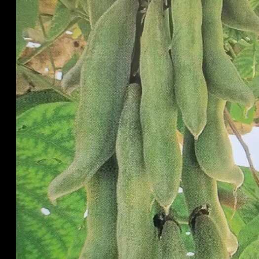 龙胜县狗爪豆