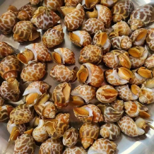 连云港花螺新鲜冷冻花螺海鲜