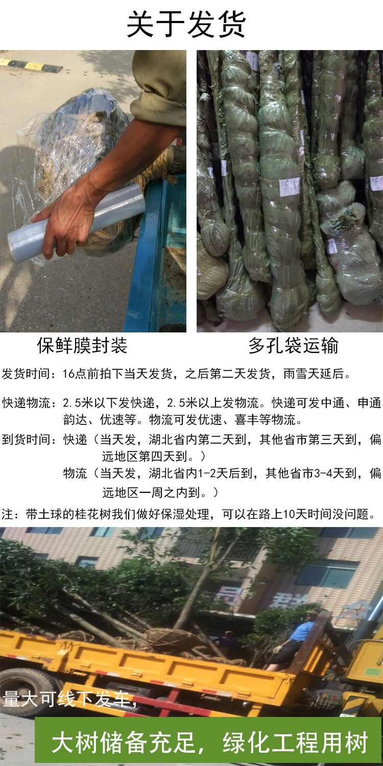 丹桂桂花树庭院开红色花浓香型绿化工程原生大树苗木地栽园林常青