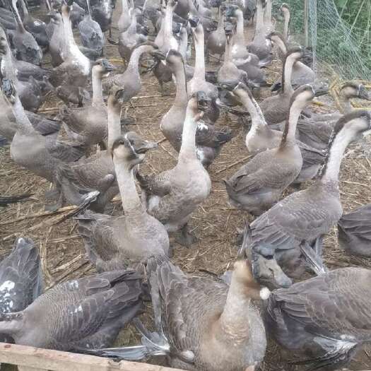 合浦县鹅鹅鹅 狮头鹅