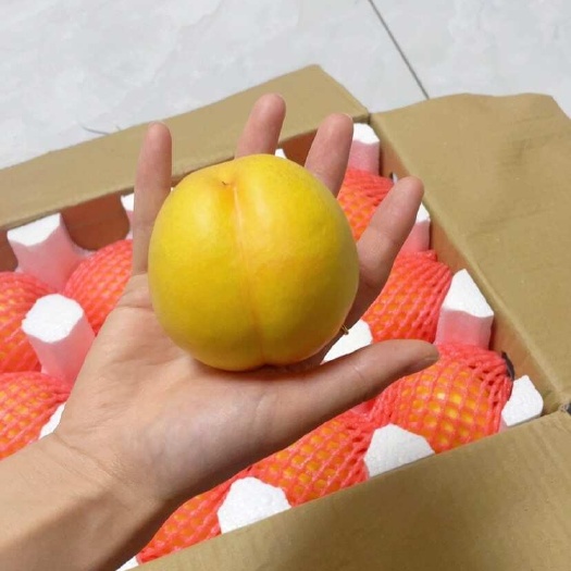蒙阴县黄金蜜桃，黄油桃，黄油蟠桃，黄毛蟠桃。