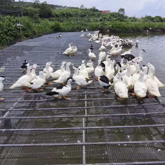  肉鸭