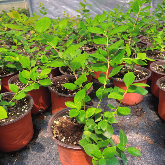 宜良县云南L25蓝莓苗组培钵苗，次年结果，双色花盆，原盆原土