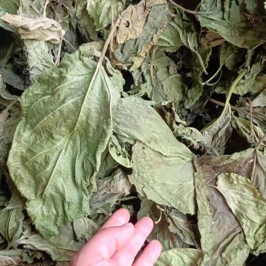 睢宁县大量出售干桑叶，货好，价格让您满意，欢迎老板骚扰。量大详谈