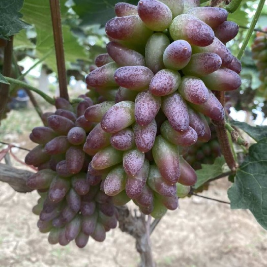 平邑县茉莉香葡萄