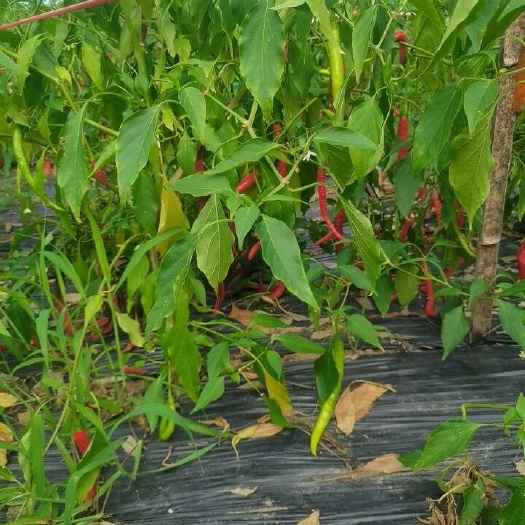 自贡二荆条青，红辣椒自家农场