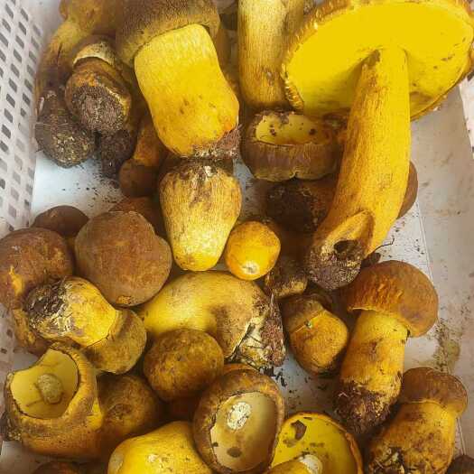 会东县纯野生新鲜牛头菌（牛肝菌、黄赖头菌）