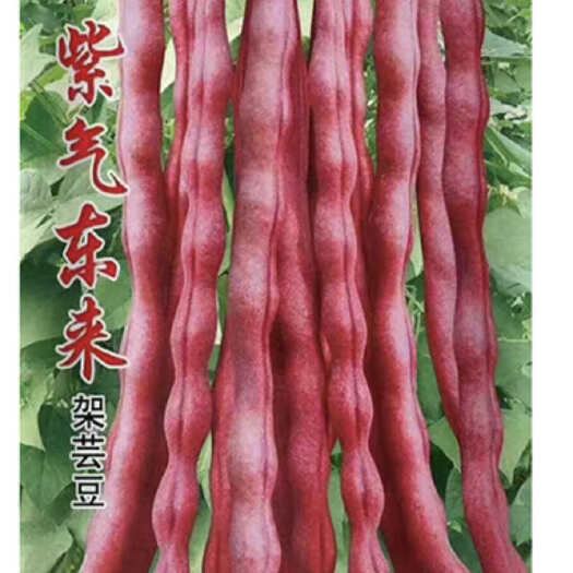 大连紫架豆/紫豆角