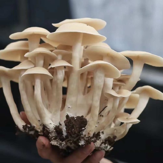 黔西市“一窝菌”改良鸡枞菌