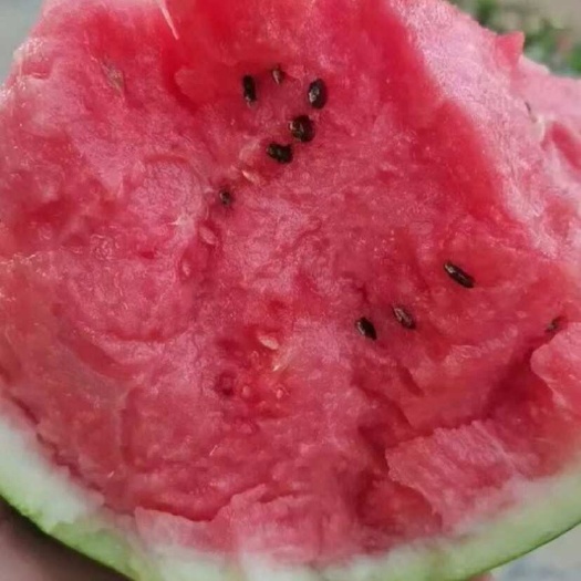 麒麟(美都)西瓜精品头茬，甘甜大红瓤，产地批发