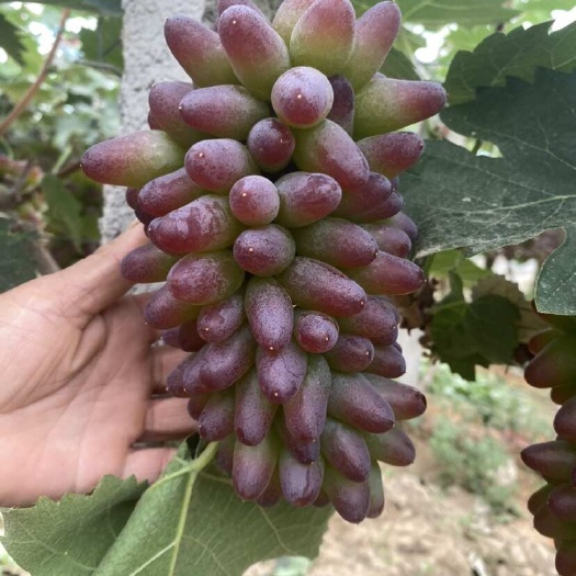 临沂茉莉香葡萄