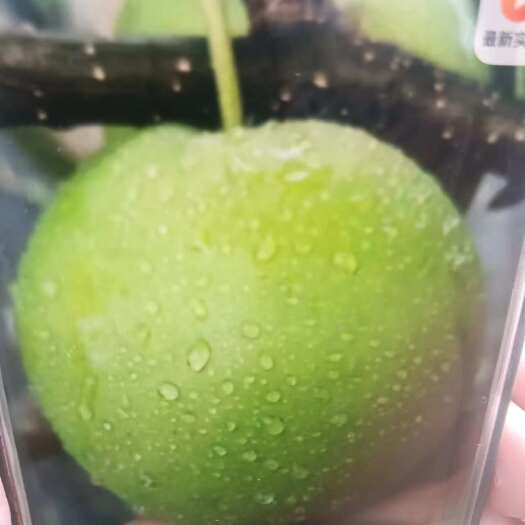 襄樊苏翠一号梨，口感酥甜，汁多无渣，糖度12.5