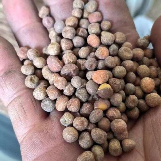 满洲里市澳洲麻豌豆，一级货源对接工厂贸易商长期合作