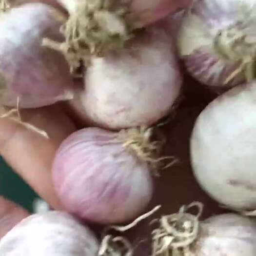 东平县独头蒜