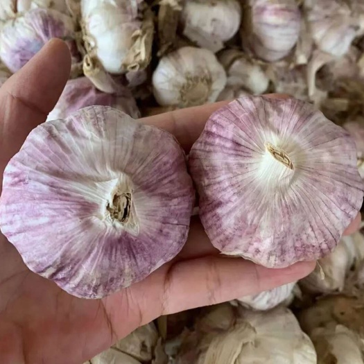 亳州【超低价】优质级新干蒜大蒜包邮，新鲜紫白皮大蒜头籽农家自种