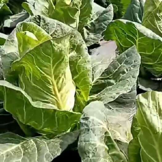 昭通高山冷凉蔬菜甘蓝包菜