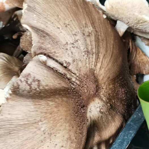  鸡枞菌