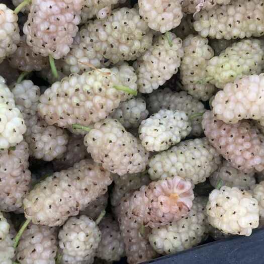 长沙桑葚