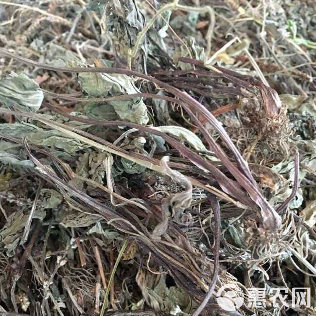 秦岭车前草泡茶秦岭干车前草当年干货车前草干车前车前籽茶泡