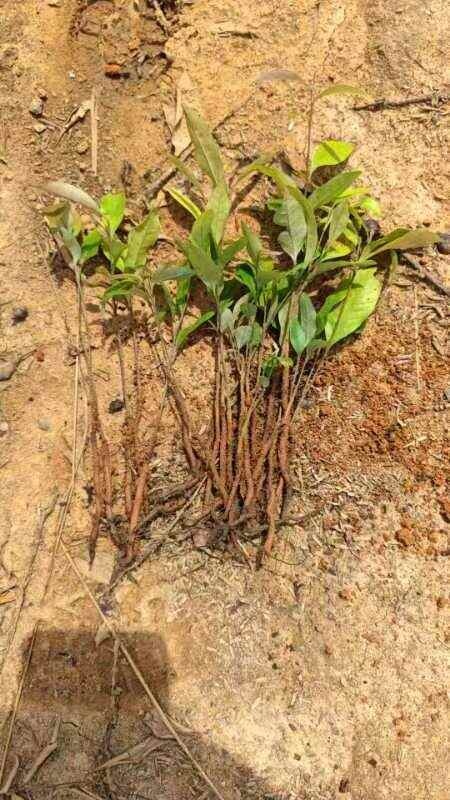 红椎苗，供应红椎小苗，数量20万株，欢迎联系