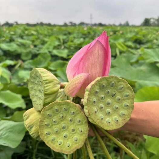 洪湖市【产地直发】洪湖莲蓬莲蓬米批发现摘现发新鲜发货，支持一件起批