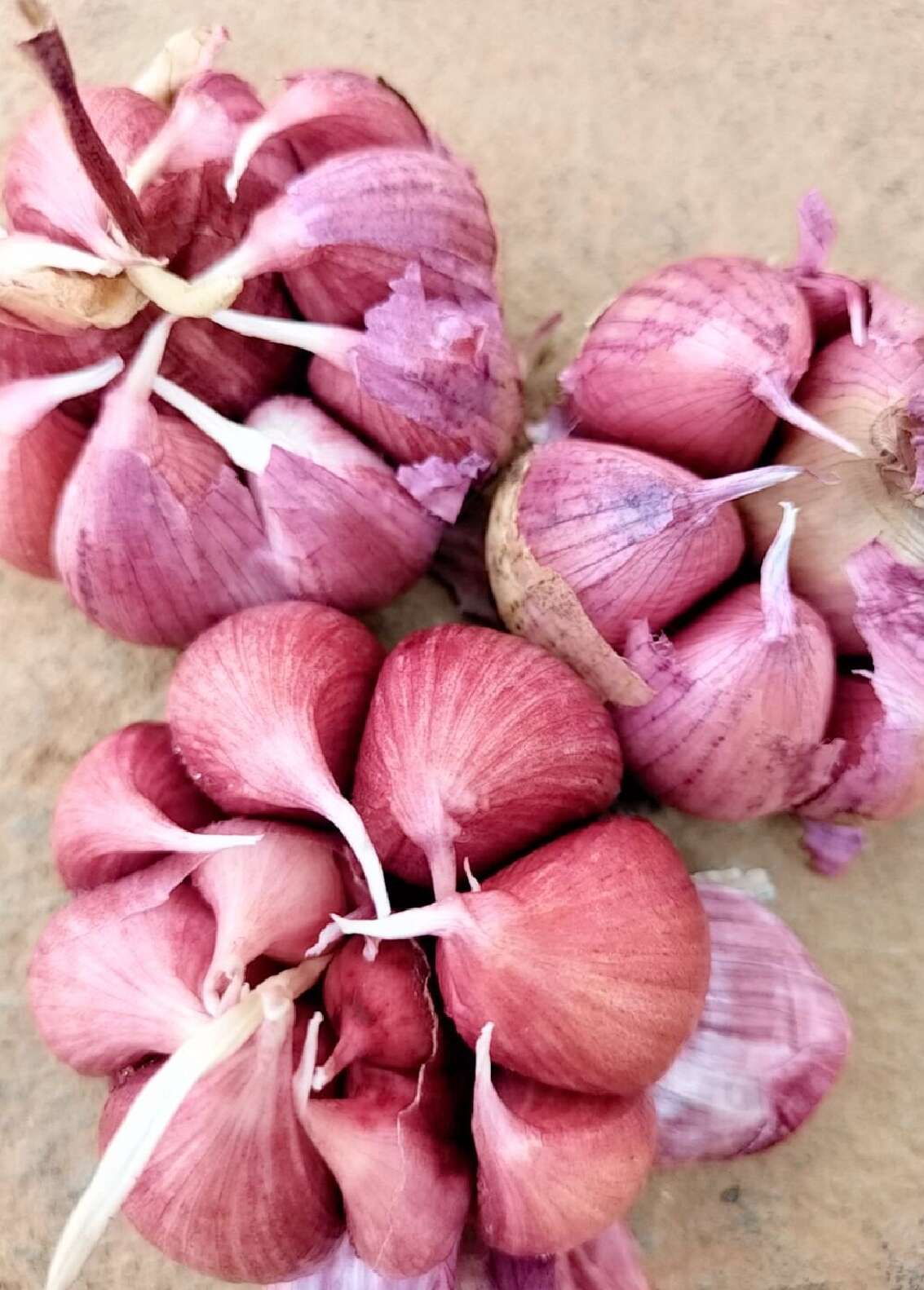 云南弥渡紫皮蒜 可以做种蒜
小蒜已售完请勿下单。