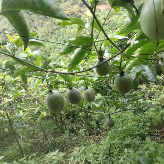 紫香百香果