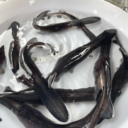 鸭嘴鱼苗  冷水鱼苗，，扁嘴鱼苗，鱼苗批发，自家货