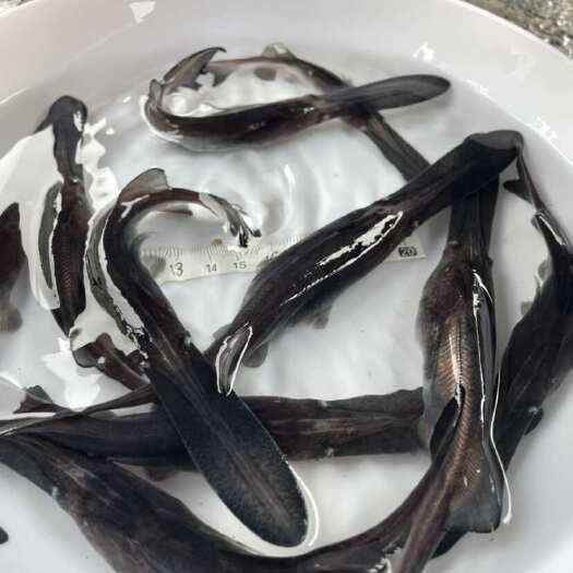 清远鸭嘴鱼苗  冷水鱼苗，，扁嘴鱼苗，鱼苗批发，自家货
