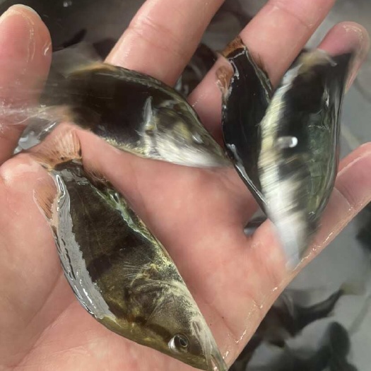 桂鱼苗  全国包邮-翘嘴鳜鱼苗 斑鳜鱼苗 黑鳜鱼苗 桂花鱼苗